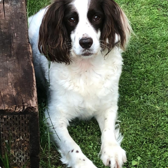 A spaniel