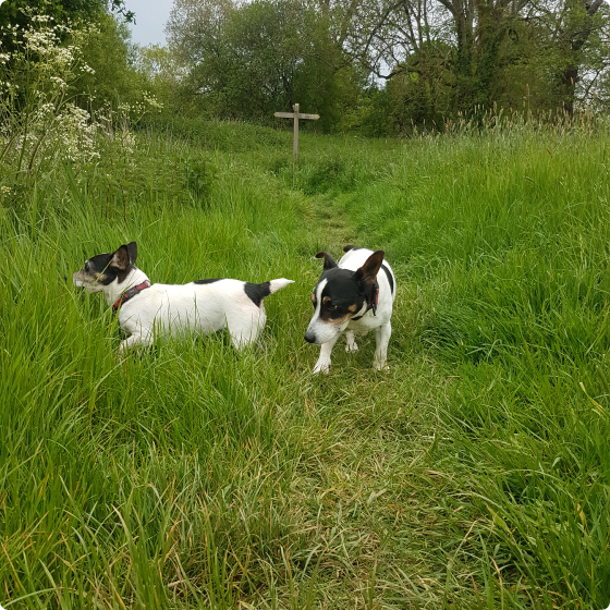 Two Jack Russells in a field