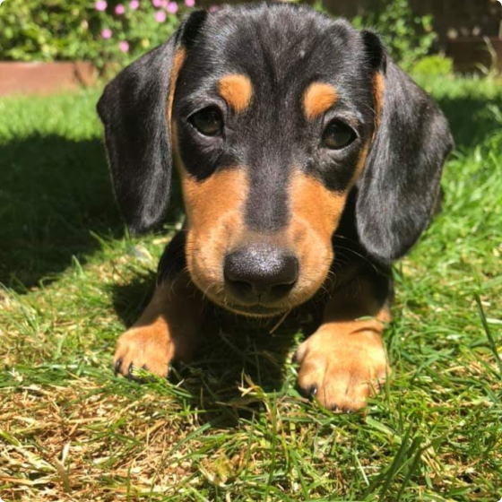 A dushound puppy